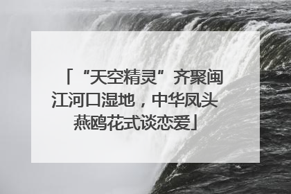 “天空精灵”齐聚闽江河口湿地，中华凤头燕鸥花式谈恋爱