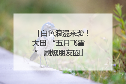 白色浪漫来袭！大田 “五月飞雪” 刷爆朋友圈