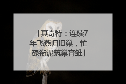 真奇特：连续7年飞燕归旧巢，忙碌衔泥筑巢育雏