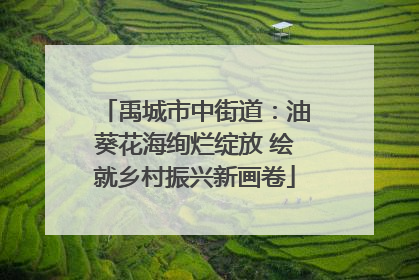 禹城市中街道：油葵花海绚烂绽放 绘就乡村振兴新画卷