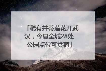 稀有并蒂莲花开武汉，今夏全城28处公园点位可赏荷