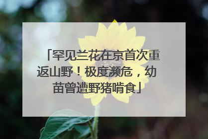 罕见兰花在京首次重返山野！极度濒危，幼苗曾遭野猪啃食