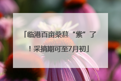 临港百亩桑葚“紫”了！采摘期可至7月初