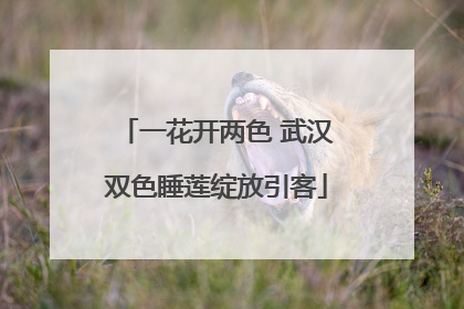 一花开两色 武汉双色睡莲绽放引客