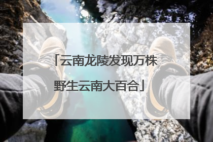 云南龙陵发现万株野生云南大百合