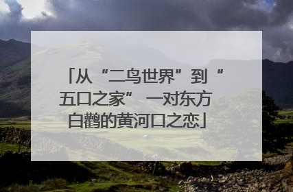从“二鸟世界”到“五口之家” 一对东方白鹳的黄河口之恋