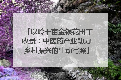 以岭千亩金银花田丰收景：中医药产业助力乡村振兴的生动写照