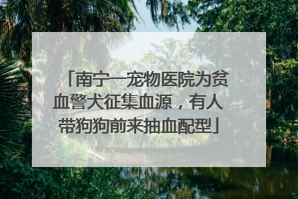 南宁一宠物医院为贫血警犬征集血源，有人带狗狗前来抽血配型