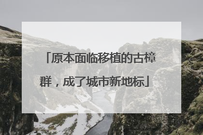 原本面临移植的古樟群，成了城市新地标