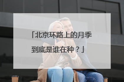 北京环路上的月季到底是谁在种？