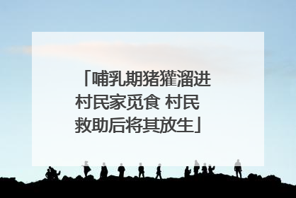 哺乳期猪獾溜进村民家觅食 村民救助后将其放生