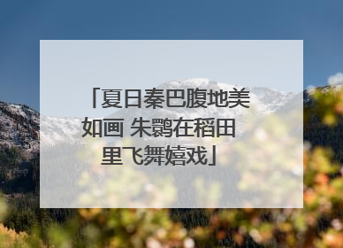 夏日秦巴腹地美如画 朱鹮在稻田里飞舞嬉戏