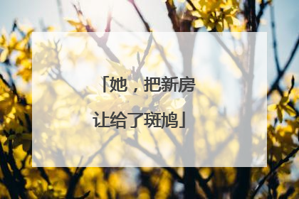 她，把新房让给了斑鸠
