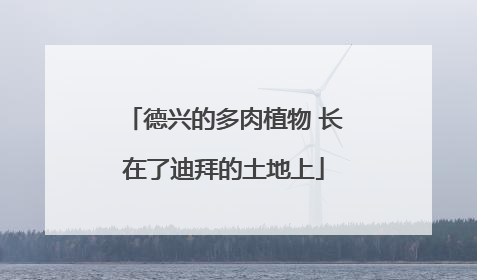德兴的多肉植物 长在了迪拜的土地上