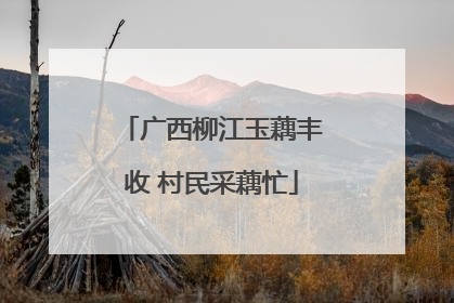 广西柳江玉藕丰收 村民采藕忙