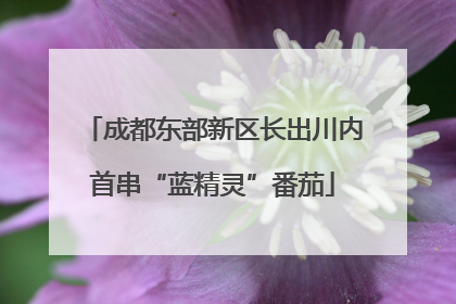 成都东部新区长出川内首串“蓝精灵”番茄