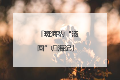 斑海豹“汤圆”归海记