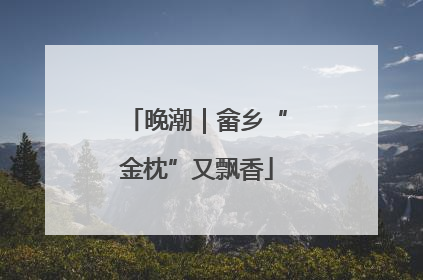 晚潮｜畲乡“金枕”又飘香