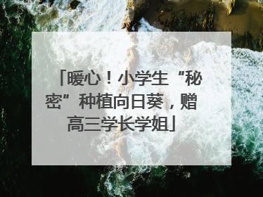 暖心！小学生“秘密”种植向日葵，赠高三学长学姐