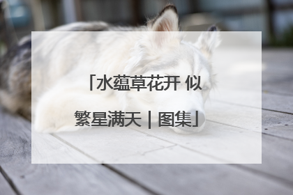 水蕴草花开 似繁星满天｜图集