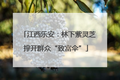 江西乐安：林下紫灵芝撑开群众“致富伞”