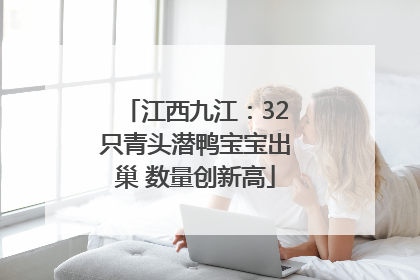 江西九江：32只青头潜鸭宝宝出巢 数量创新高