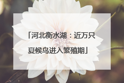 河北衡水湖：近万只夏候鸟进入繁殖期