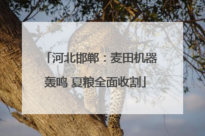 河北邯郸：麦田机器轰鸣 夏粮全面收割