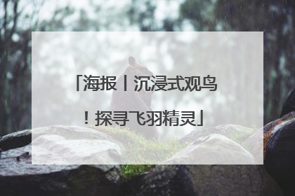 海报丨沉浸式观鸟！探寻飞羽精灵