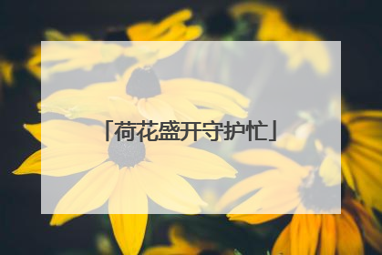 荷花盛开守护忙