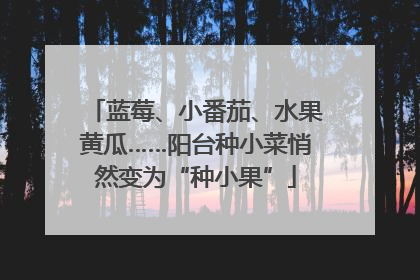 蓝莓、小番茄、水果黄瓜……阳台种小菜悄然变为“种小果”