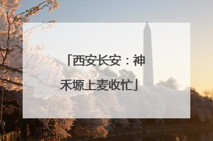西安长安：神禾塬上麦收忙