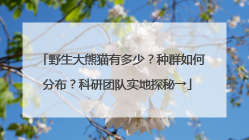 野生大熊猫有多少？种群如何分布？科研团队实地探秘→