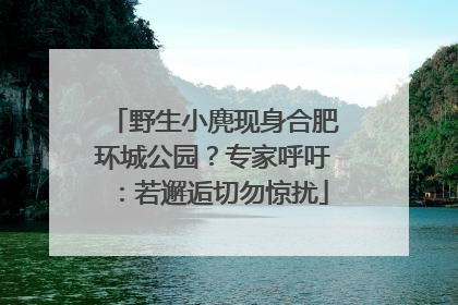野生小麂现身合肥环城公园？专家呼吁：若邂逅切勿惊扰