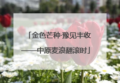 金色芒种·豫见丰收——中原麦浪翻滚时