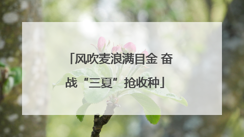 风吹麦浪满目金 奋战“三夏”抢收种