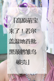 高原萌宝来了！若尔盖湿地首批黑颈鹤雏鸟破壳