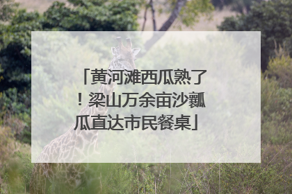 黄河滩西瓜熟了！梁山万余亩沙瓤瓜直达市民餐桌