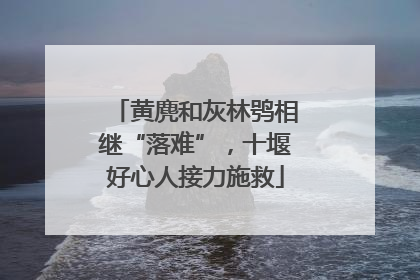 黄麂和灰林鸮相继“落难”，十堰好心人接力施救