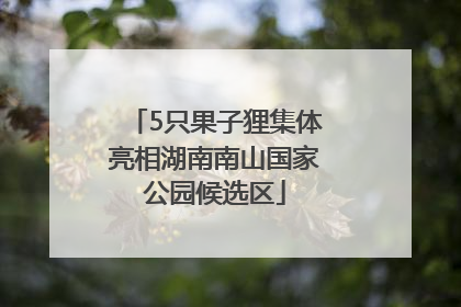 5只果子狸集体亮相湖南南山国家公园候选区